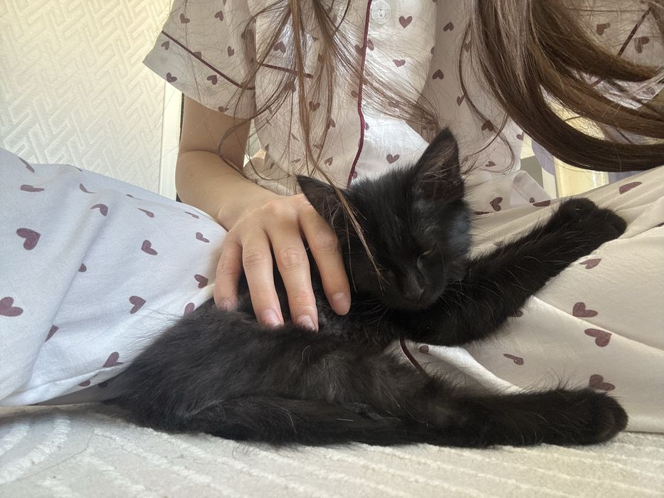 Ищу добрые руки для котенка!