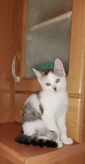 Отдам котенка в добрые руки