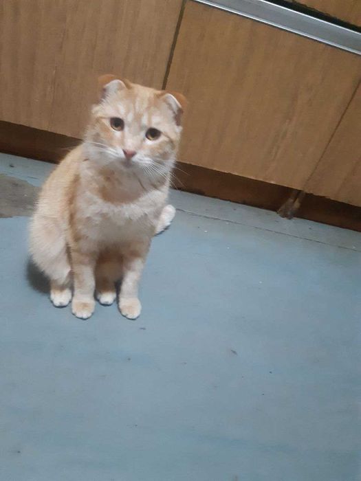 Котенок мальчик в добрые руки. Смотрите фото