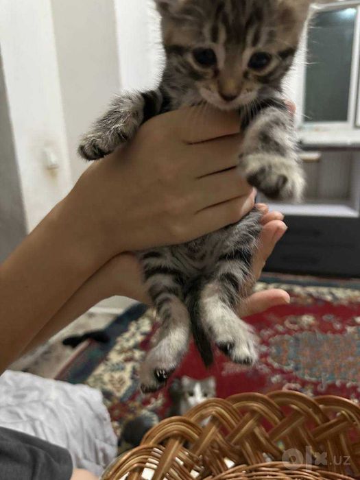 Две вислоухые скоттиш фолд котенки