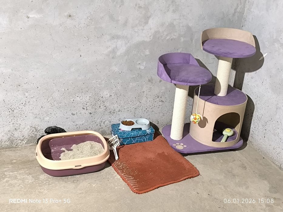 Shinshila 5 oylik erkak