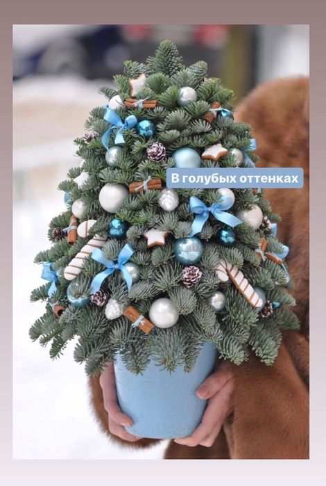 Живая ель, композиции из ели