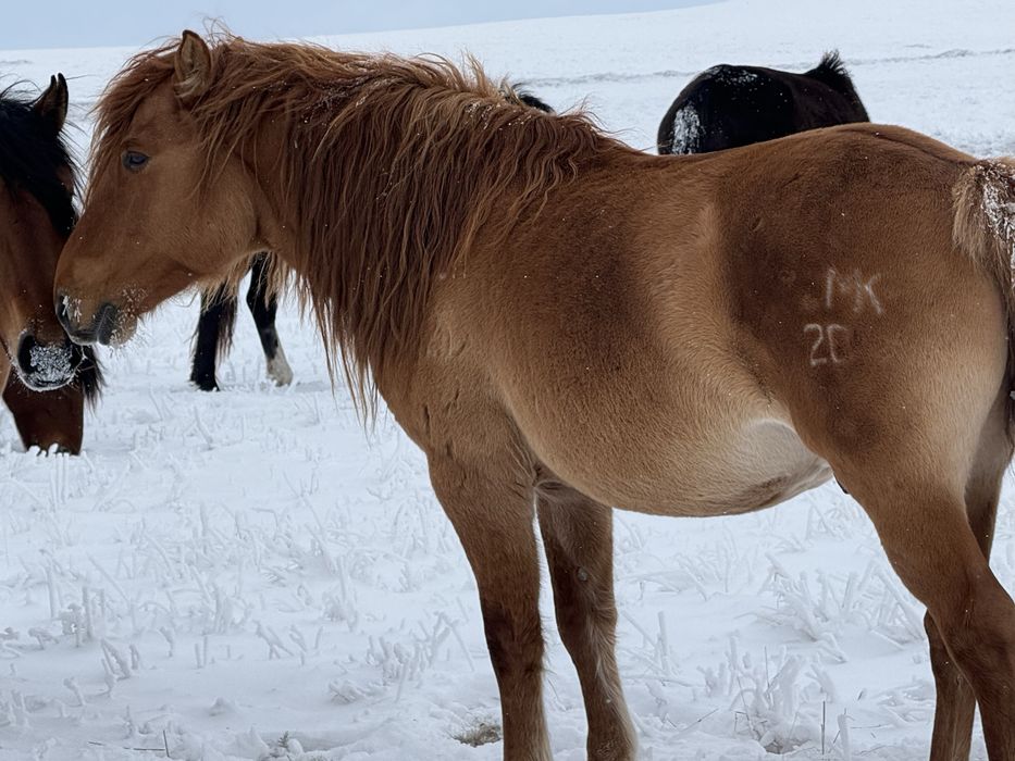 Айғыр айгыр жеребец