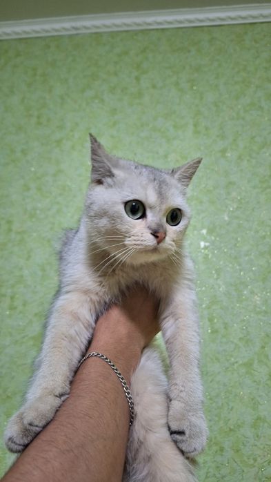 Serebiristi shinshila