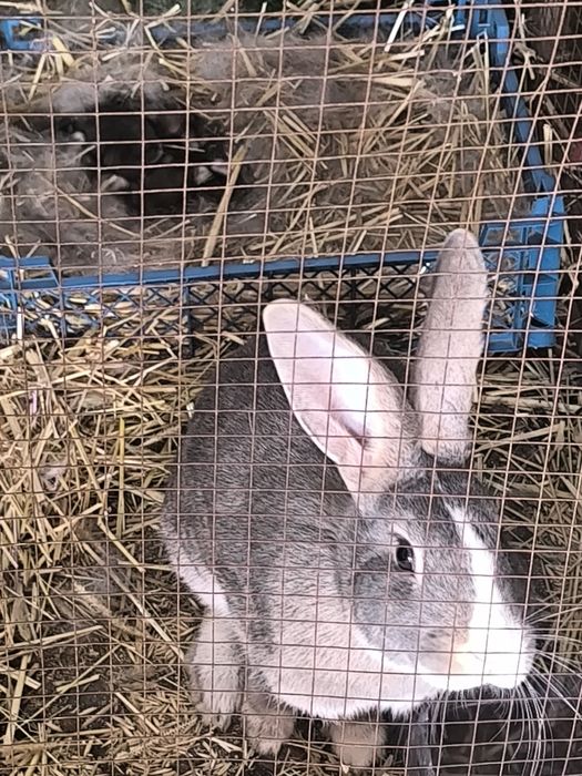 Продам мини ферму с кроликами!