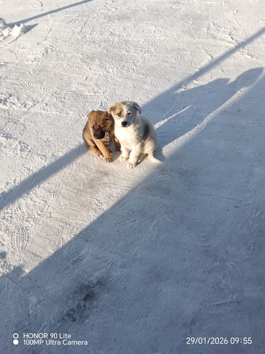 Отдам в хорошие добрые руки