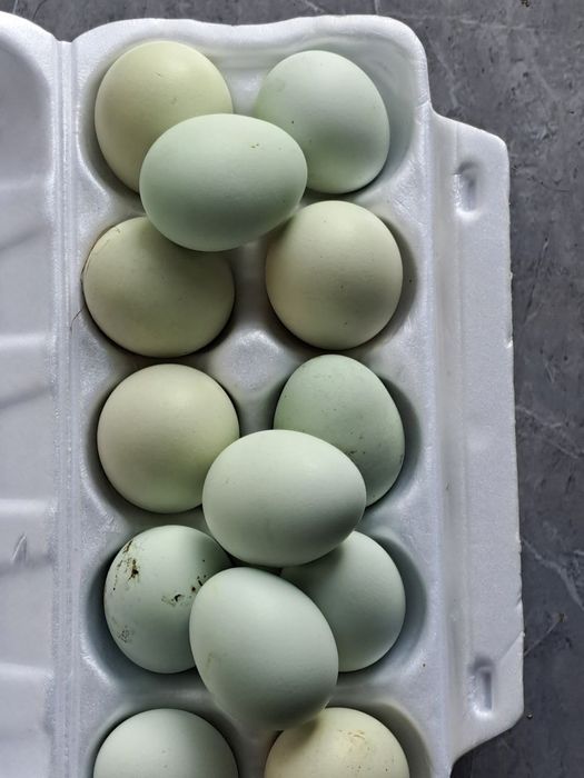 Продаются домашние яйца на инкубацию