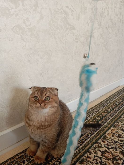 Mushuk sotiladi zolotaya shinshilla ny25