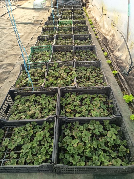 Продавам вкоренен разсад ягоди