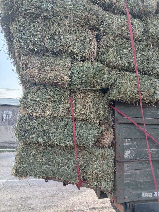 ПИЧАН сотилади Сифати ЗУР