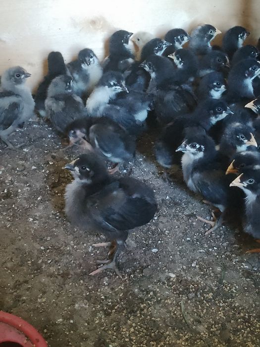 Pui australorp negru