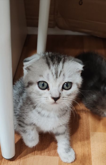 В ПРОДАЖЕ: Чистокровный Шотландский Котенок!