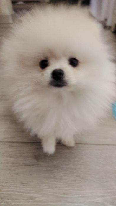 Щенок мальчик шпиц 3 мес