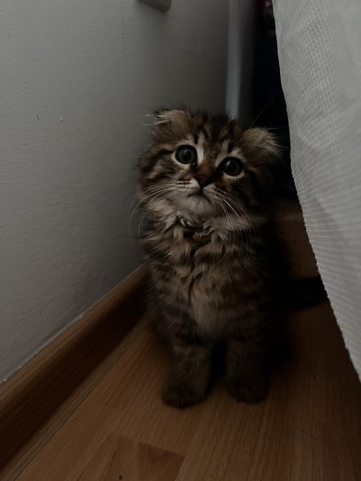 Отдам в добрые руки котенка