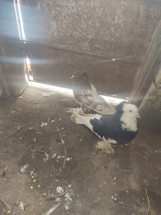 De vânzare o pereche de uriași