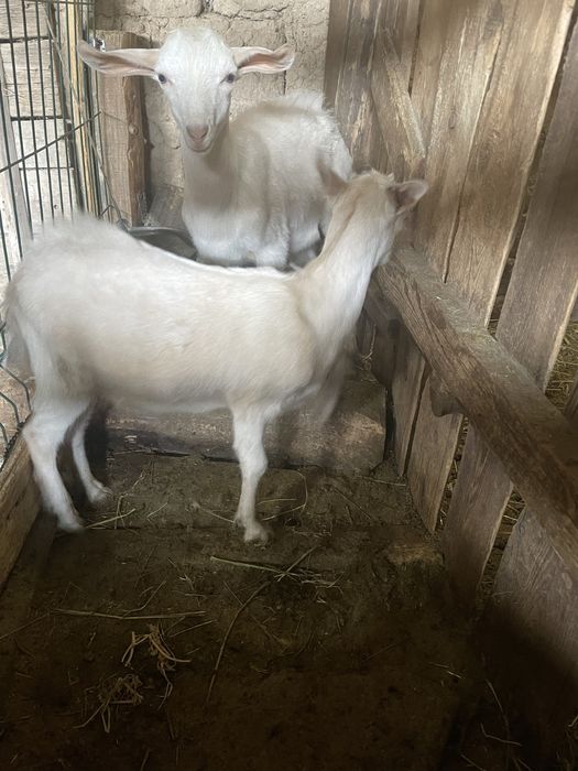 Продам козлят молочной породы