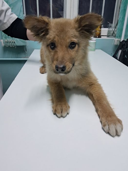 Щенок в добрые руки