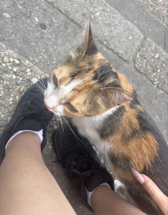 pet sitting animale