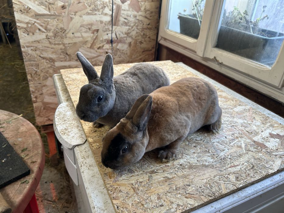 Iepuri Rex pitic perechi