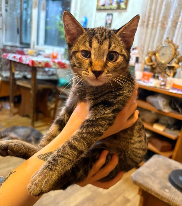 Котёнок 4 месяца