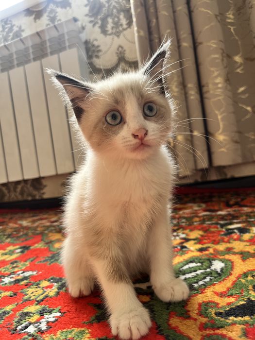 Mushuk bolalari sotiladi parodasi toza