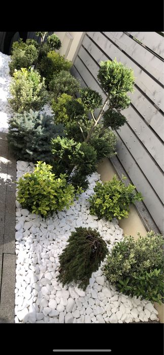 Intretinere /tuns gazon/Cosmetizare /Fertilizare/plantare/consultanta