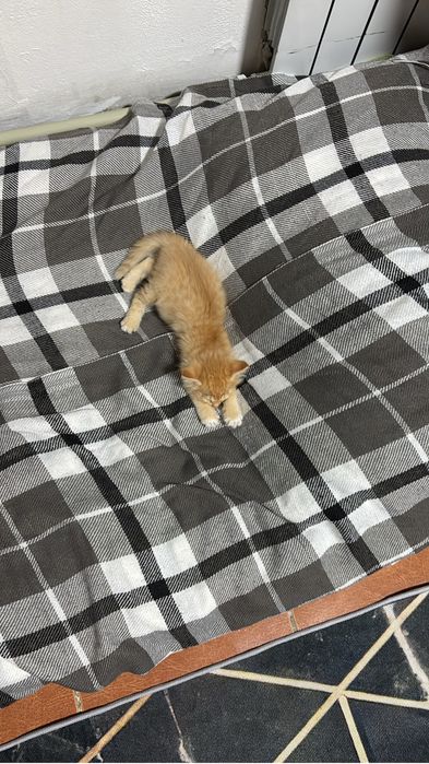 Отдам в хорошие руки