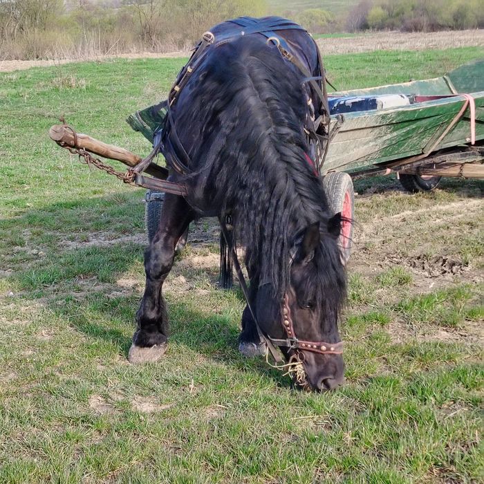 De vânzare armăsar în vârstă 3 ani