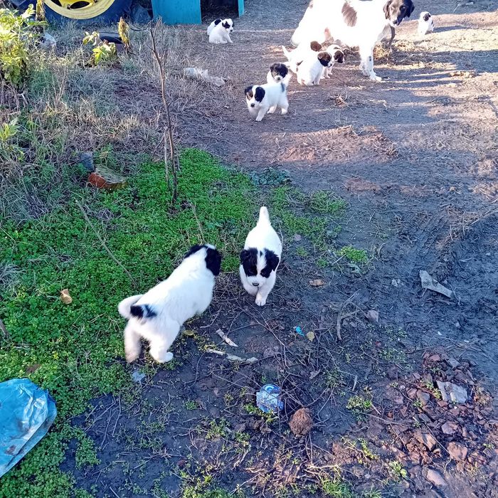 Каракачански овчарки