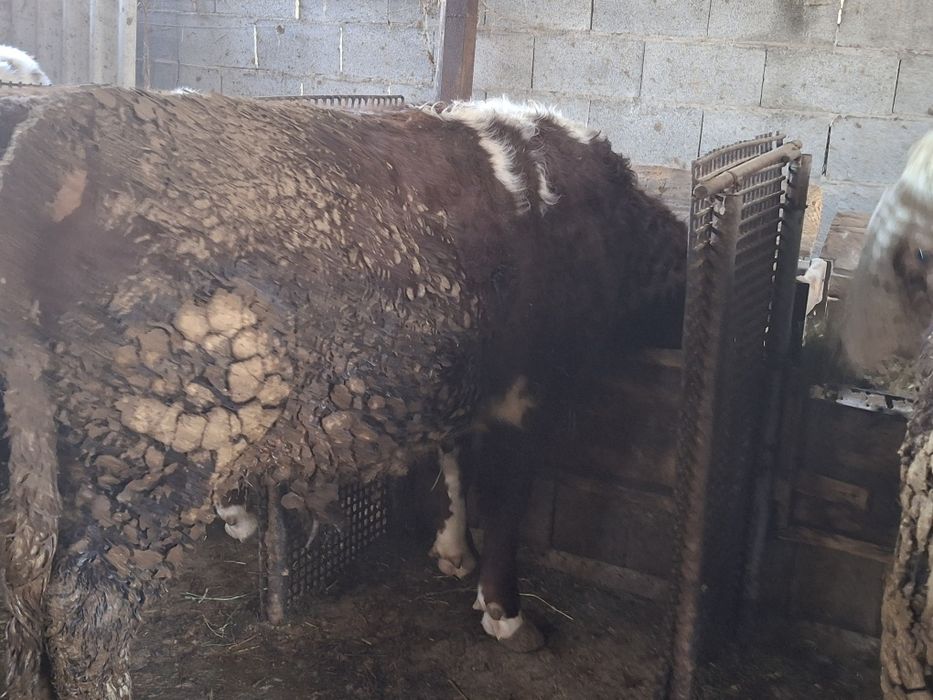 Продам быков ак бас