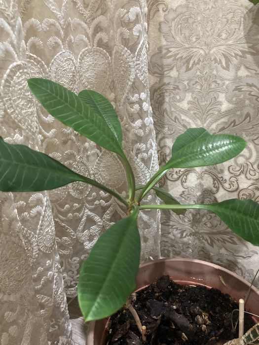 Продам цветок Молочай