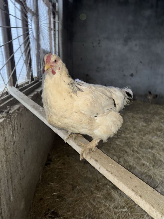 Brama tovuqlari va xo'roz sotiladi