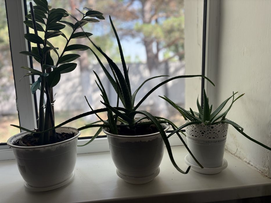 Комнатные цветы по 3000 тенге