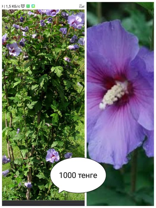 Продам цветы садовые