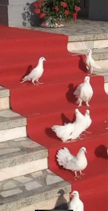 Porumbei pentru nunta
