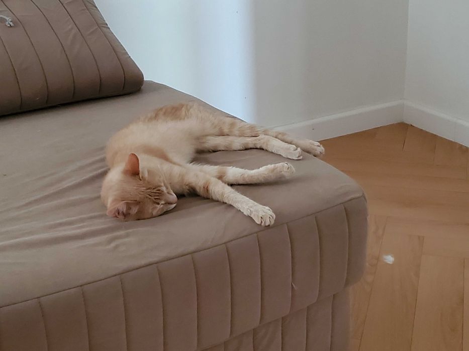 Отдам кота в добрые руки