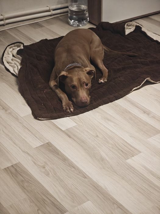 Pet Sitter, Dog walking -vizite la tine acasa, îngrijire la domiciliu