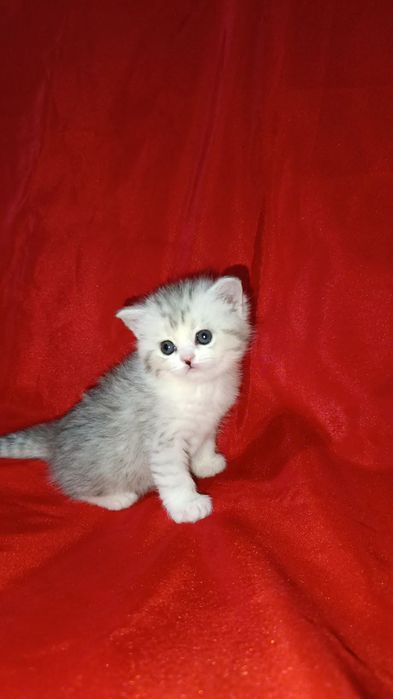 Продаются котята