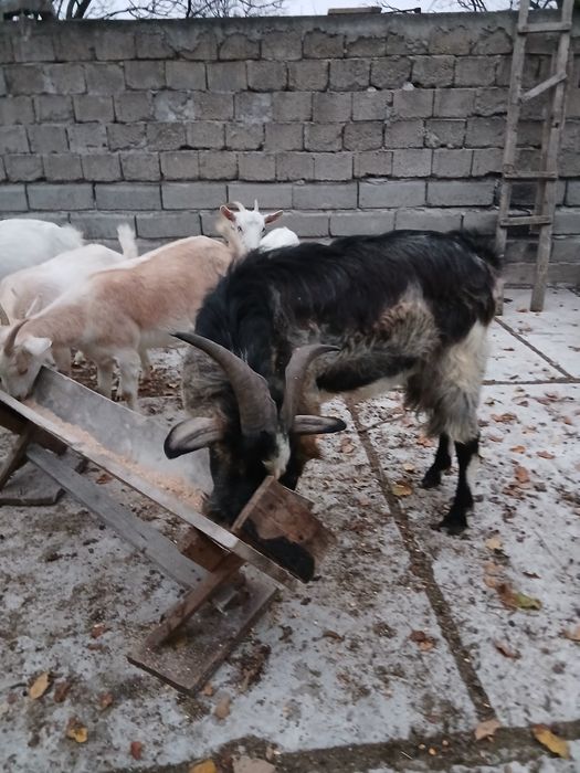 Țap de vânzare corcitura cu anglonubian si unul alpin francez