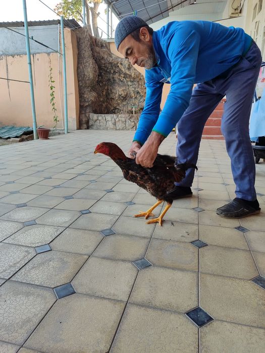 Dakan xo‘roz Yosh endi qichqrishi boshlavoti