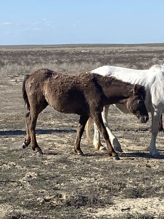 Тай сатылады! 280 000тг
