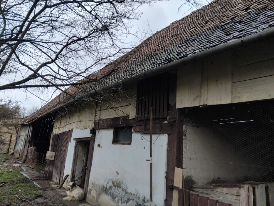 Sura din lemn masiv aprox 150mp