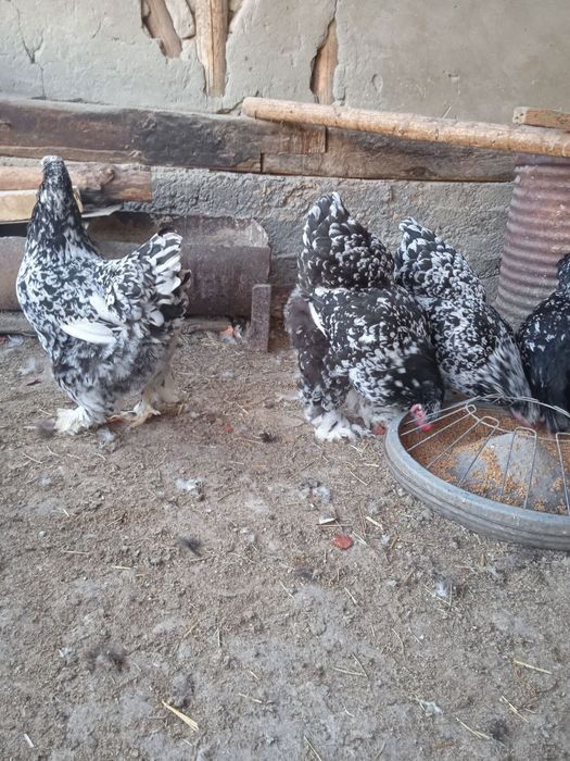 Brama mramir tuxumlari sotiladi