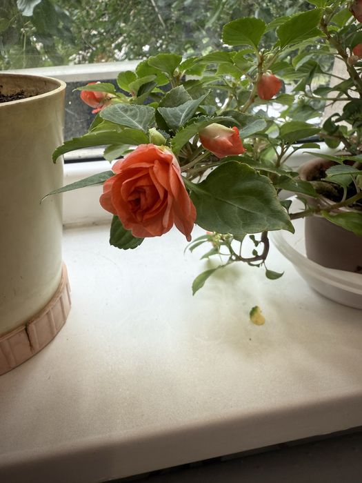 Бальзамин домашний 500 тенге