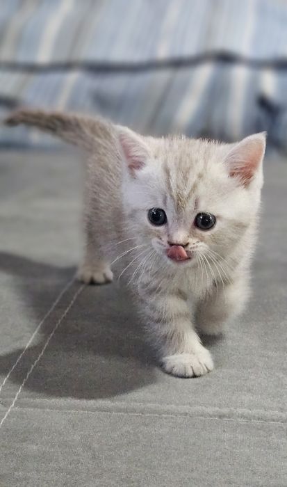 Британски и шотландски котенца
