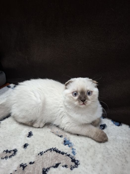 Продаётся котенок