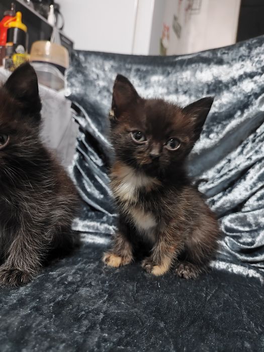 Котята в хорошие руки