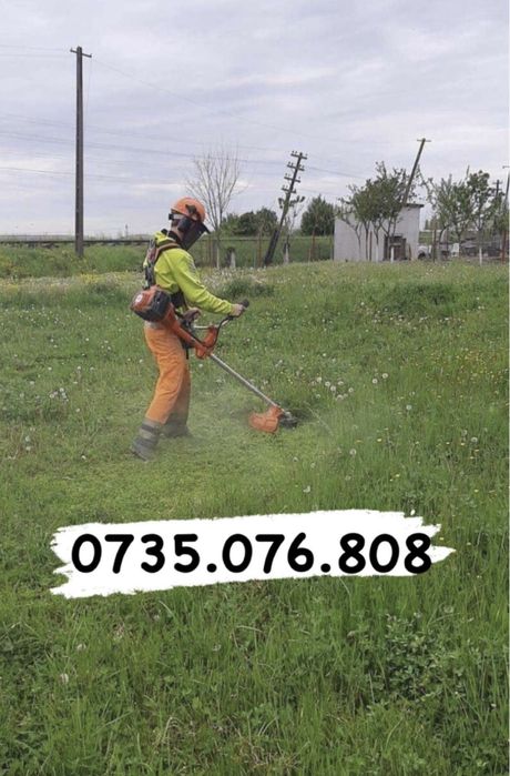 Tai iarba, toalete, defrisez pomi inalti.