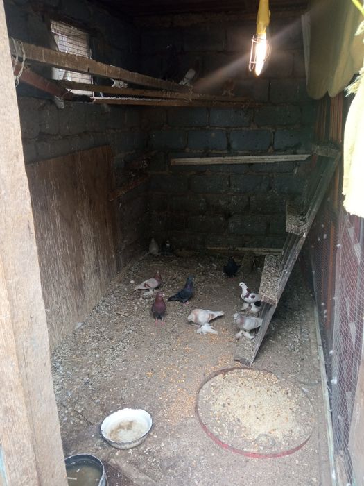 Голуби голуби голуби