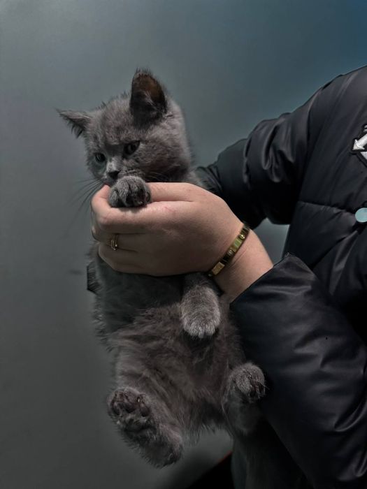 Pishik sotiladi parodniy